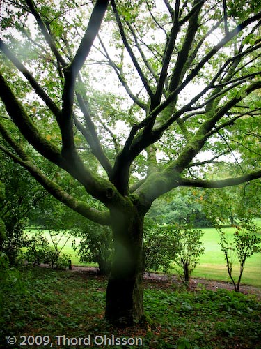 Acer cissifolium